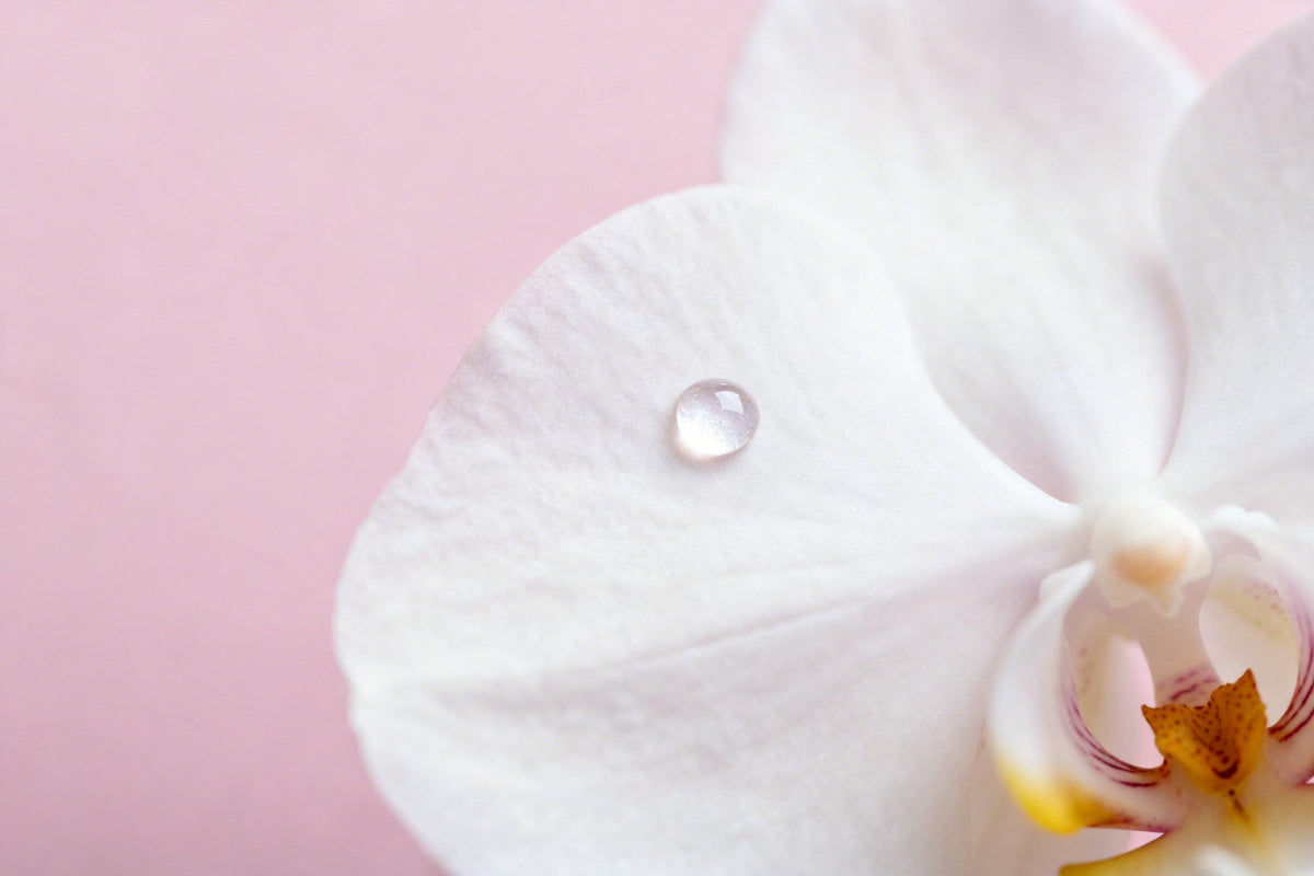 White orchid petal with a dewdrop